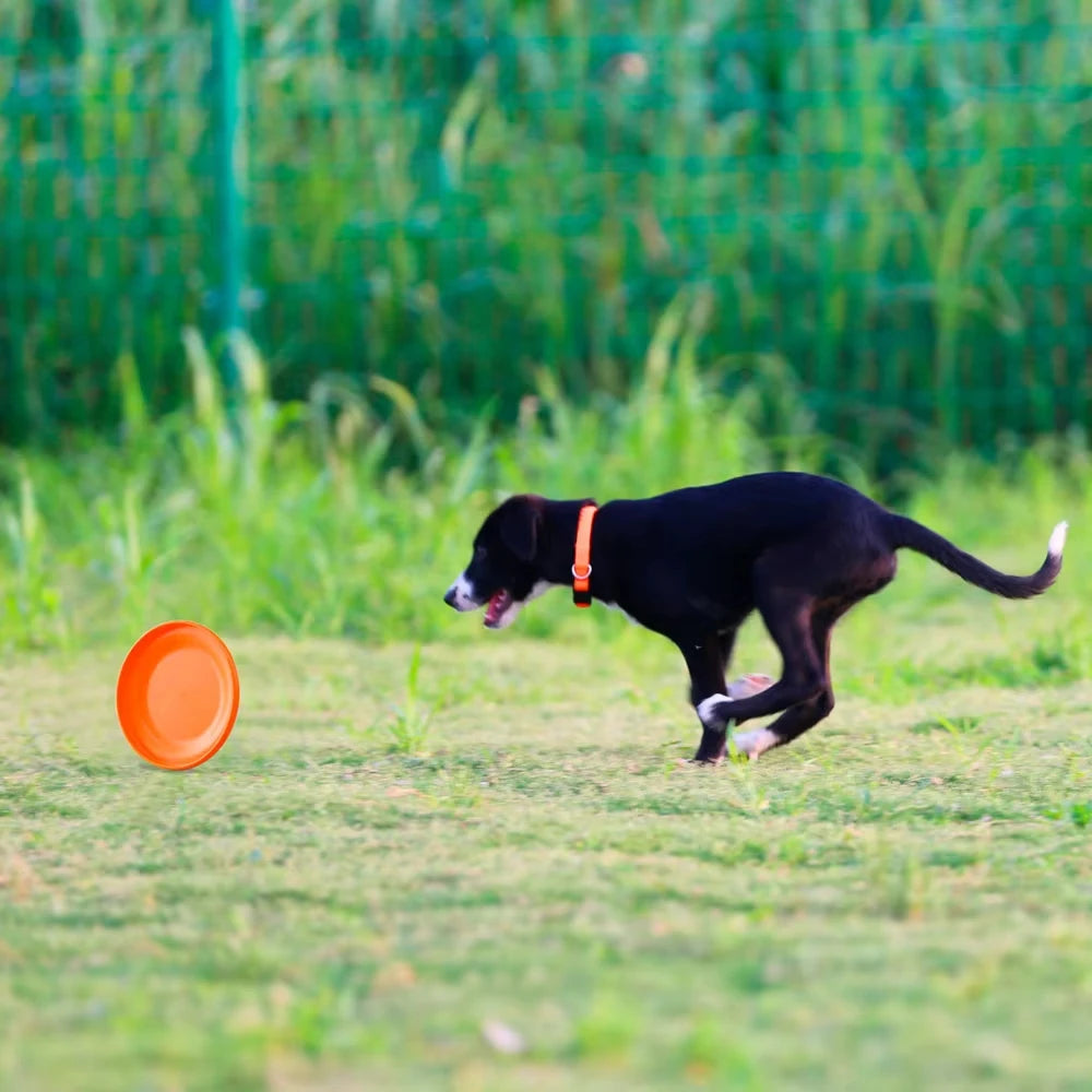 Disco de Treino para Cães - Frisbee Leve e Resistente Verde