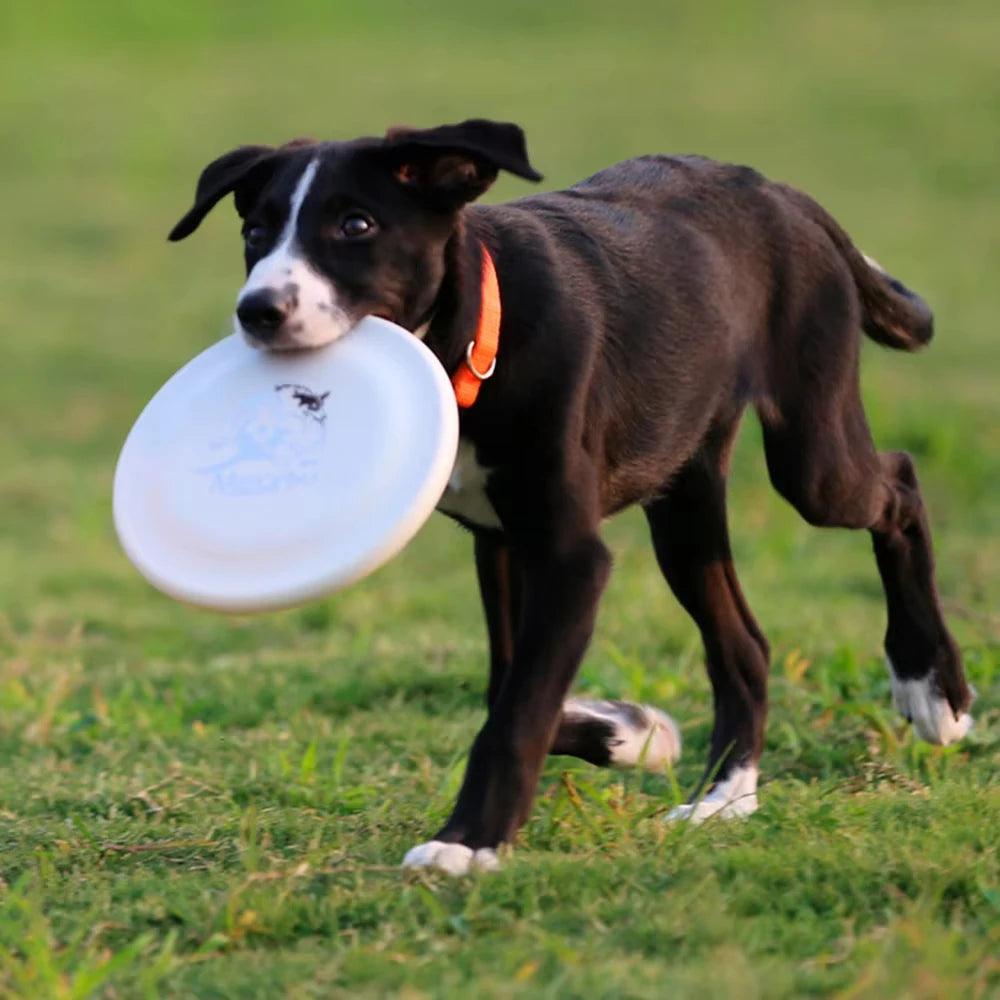 Disco de Treino para Cães - Frisbee Leve e Resistente Verde