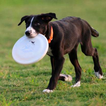 Disco de Treino para Cães - Frisbee Leve e Resistente Verde